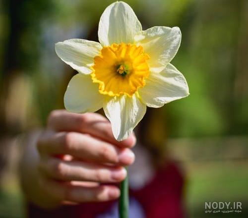 عکس گل نرگس برای امام زمان