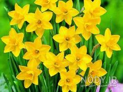 عکس گل نرگس برای نقاشی