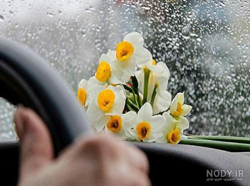 عکس گل نرگس برای پروفایل واتساپ جديد عکس گل نرگس برای پروفایل واتساپ جديد