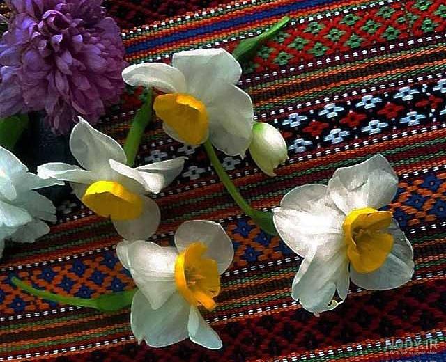 عکس گل نرگس در گلدان عکس گل نرگس در گلدان