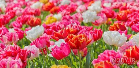 عکس گل نوشته دار خدا عکس گل نوشته دار خدا