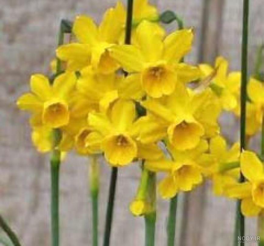 عکس گیاه گل نرگس وحشی