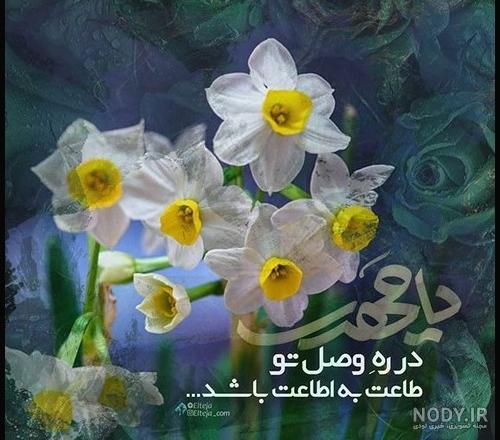 عکسهای گل نرگس امام زمان عکسهای گل نرگس امام زمان