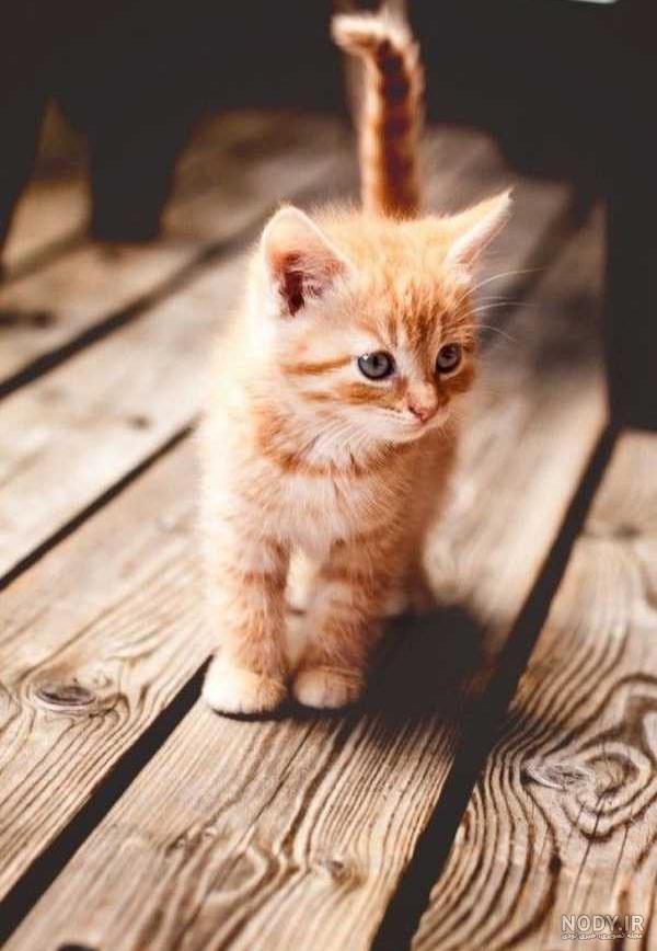 مجموعه عکس گربه ها
