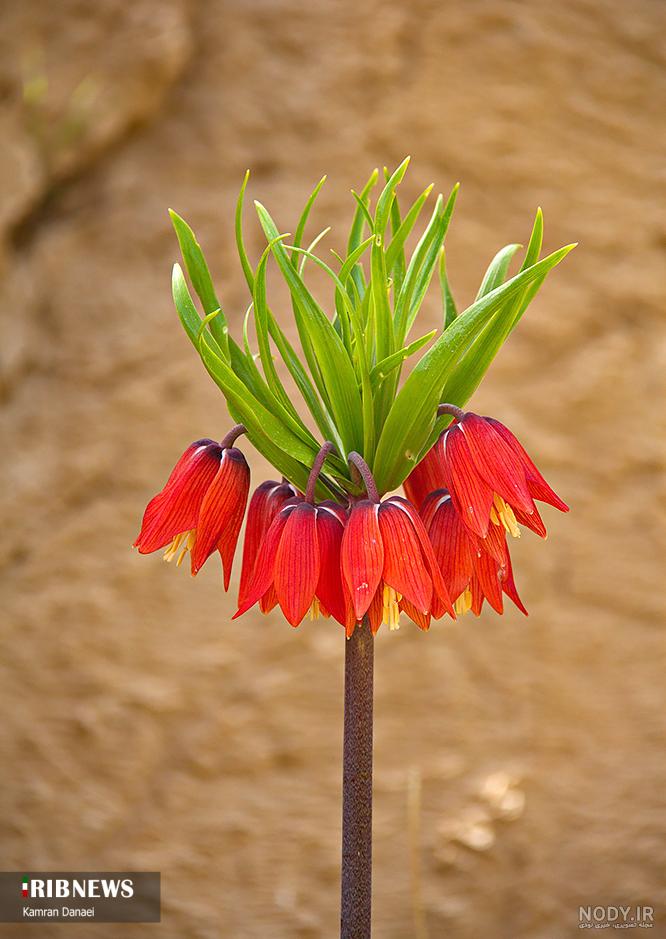 نماد لاله واژگون