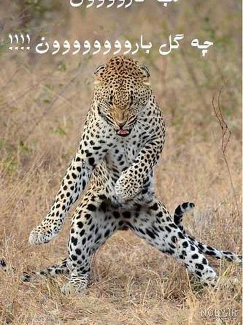 پروفایل خنده دار بدون متن