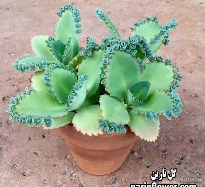 گل اشک فرشته