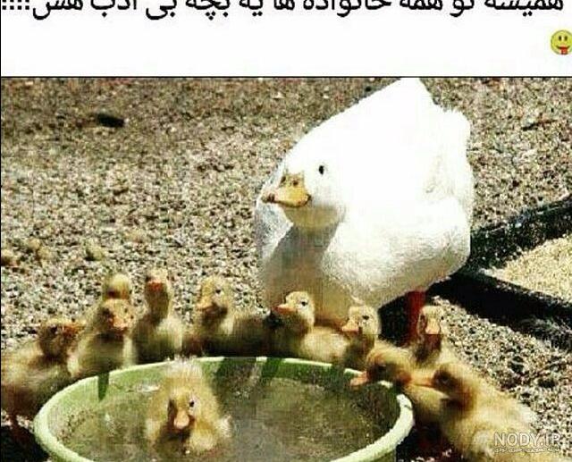 تصاویر بسیار خنده دار و جالب تصاویر بسیار خنده دار و جالب