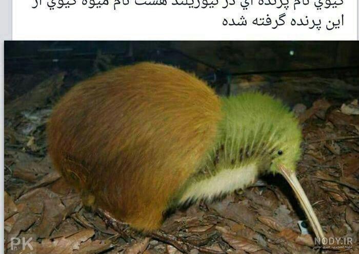 گالری عکس خنده دار و طنز گالری عکس خنده دار و طنز