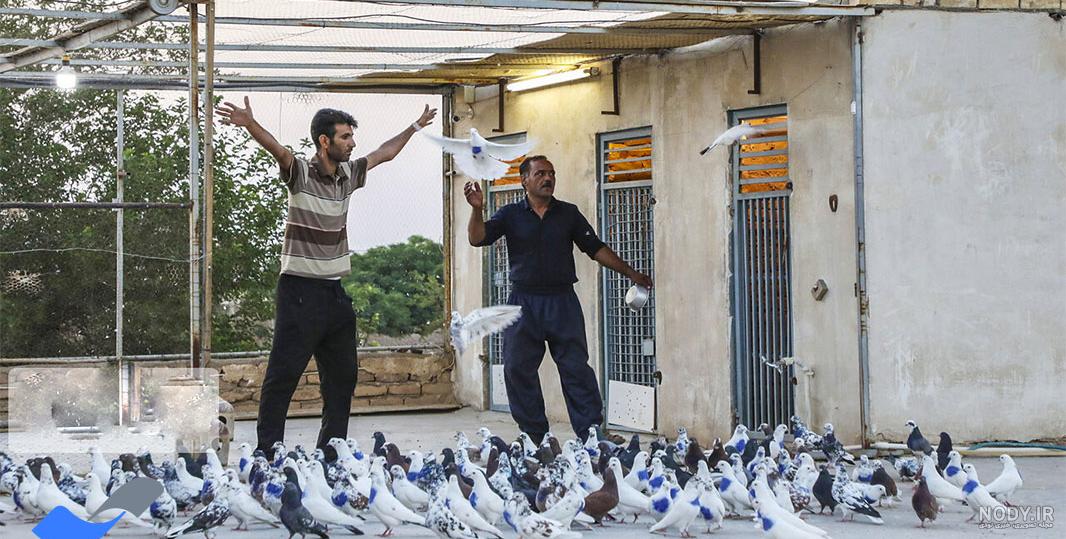 انواع کبوتر