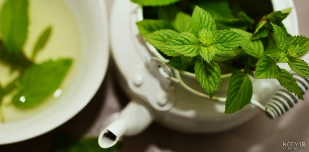 خرید چای سبز سحرخیز خرید چای سبز سحرخیز
