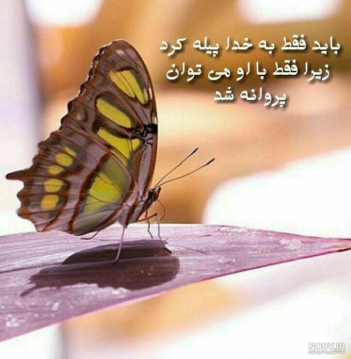 شعر انگلیسی در مورد پروانه شعر انگلیسی در مورد پروانه