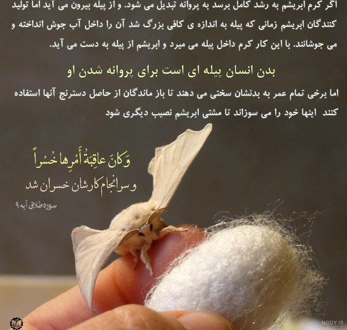 شعر کوتاه در مورد پروانه شعر کوتاه در مورد پروانه