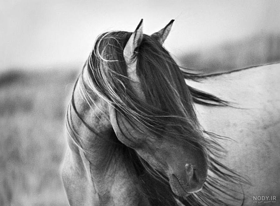 عکس اسب زیبا برای تصویر زمینه عکس اسب زیبا برای تصویر زمینه