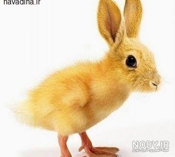 عکس خرگوش برای پروفایل