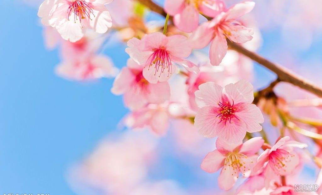 عکس شکوفه بهاری برای پروفایل عکس شکوفه بهاری برای پروفایل