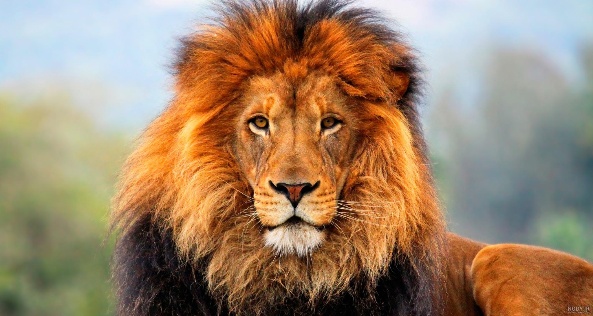 عکس شیر با تاج