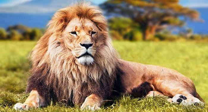 عکس شیر برای تصویر زمینه