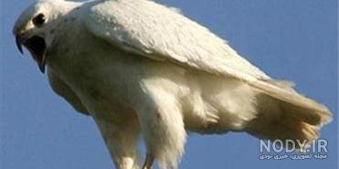 عکس عقاب سفید ایرانی