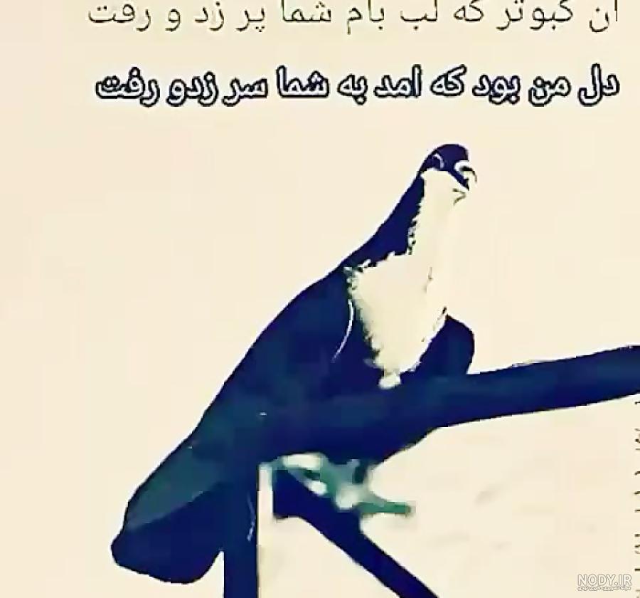 عکس لاتی کبوتر