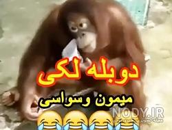 عکس میمون زیبا