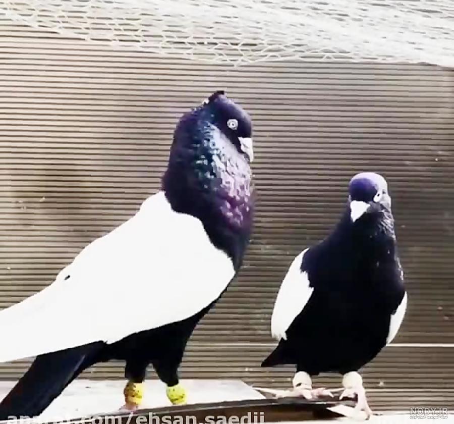 عکس نوشته کبوتر لاتی