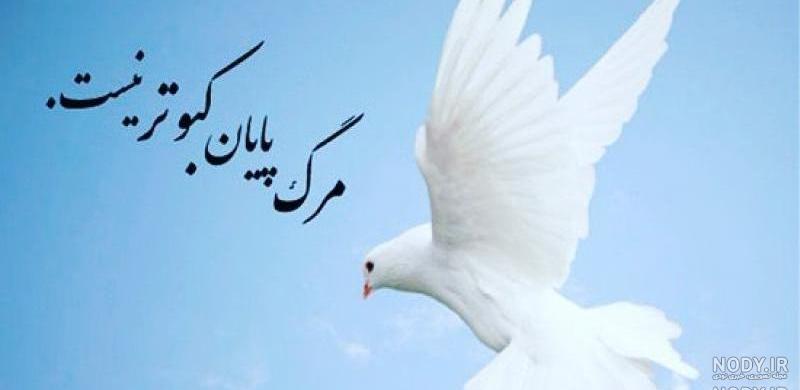 عکس کبوتر واقعی