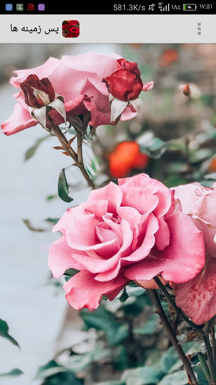 عکس گل تصویر زمینه زیبا