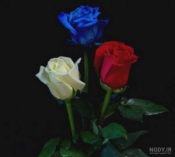 عکس گل رز زرد عکس گل رز زرد