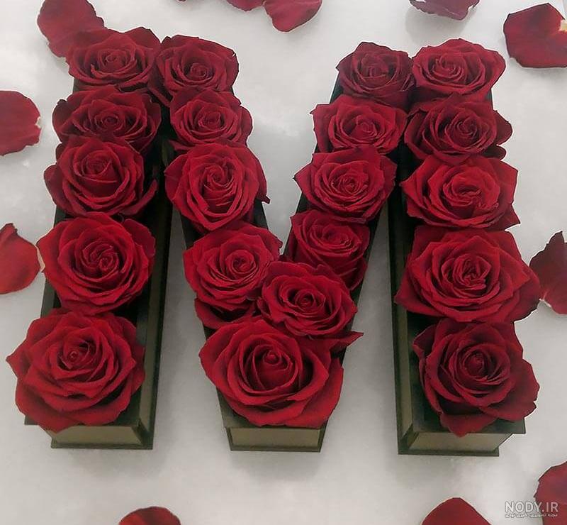عکس گل رز زرد عکس گل رز زرد