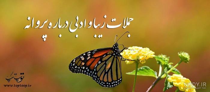 مثل پروانه باش مثل پروانه باش