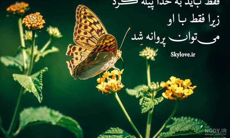 مثل پروانه باش دیدنت اسان بدست اوردنت سخت مثل پروانه باش دیدنت اسان بدست اوردنت سخت
