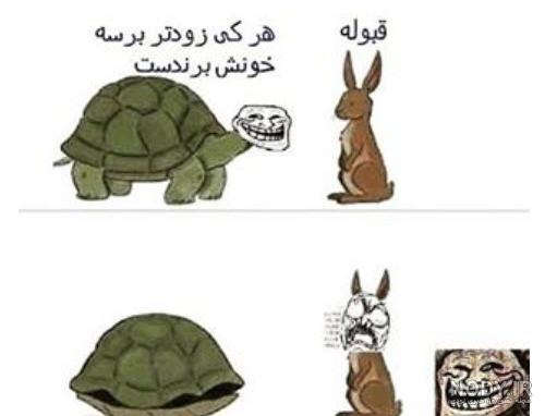 نژاد خرگوش سفید چشم قرمز