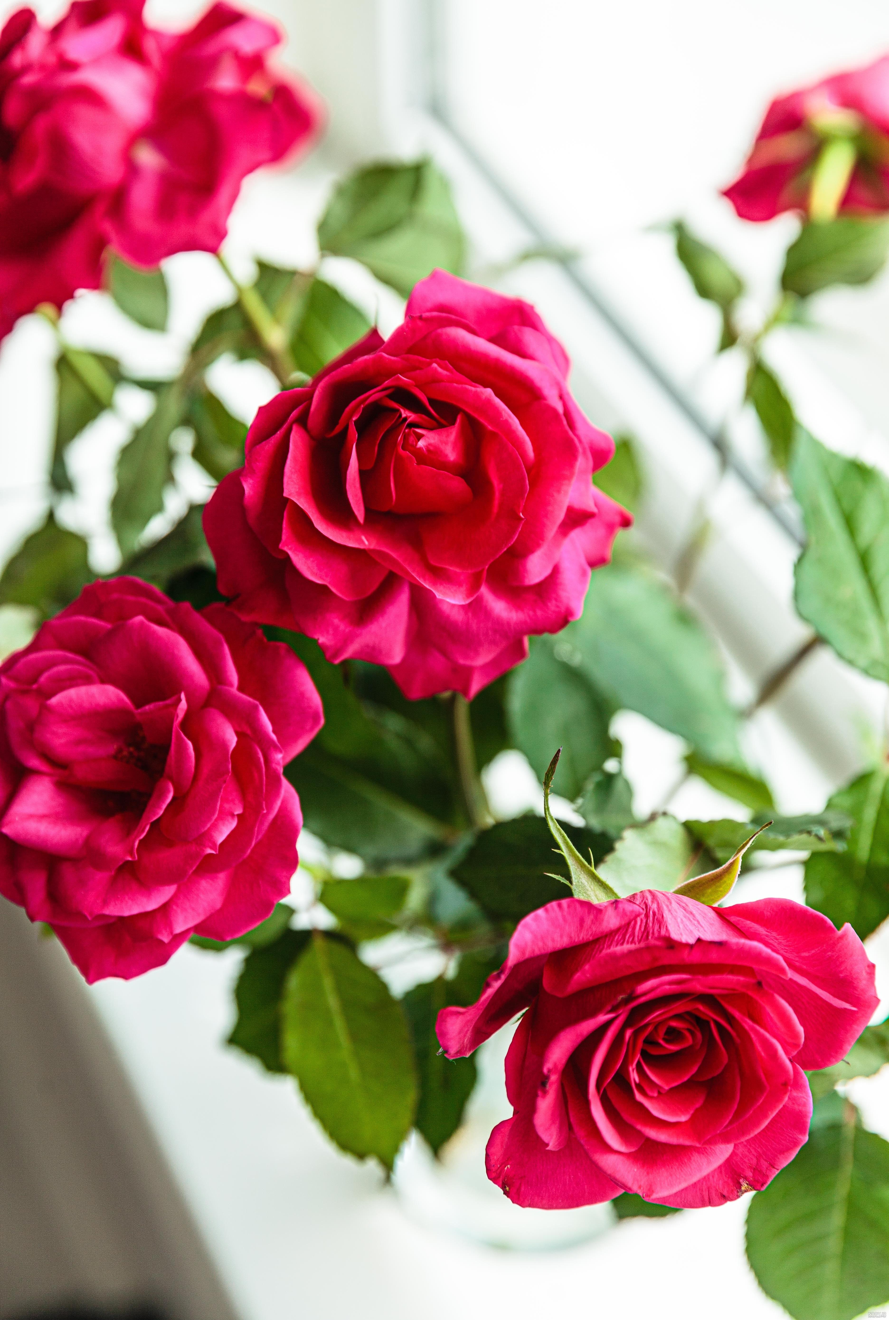 والپیپر گل برای گوشی