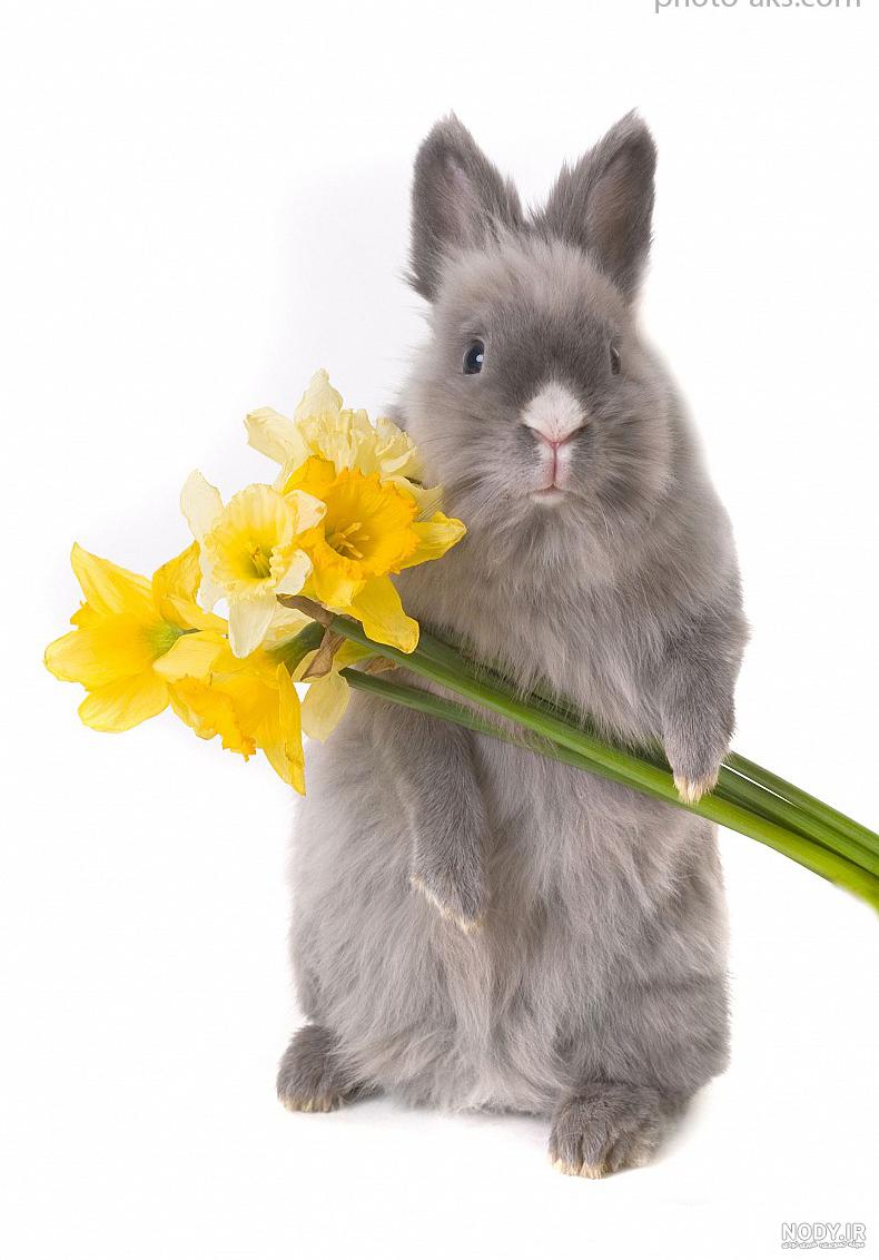 گونه های خرگوش