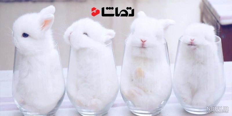گونه های خرگوش
