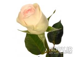عکس گل رز رنگی