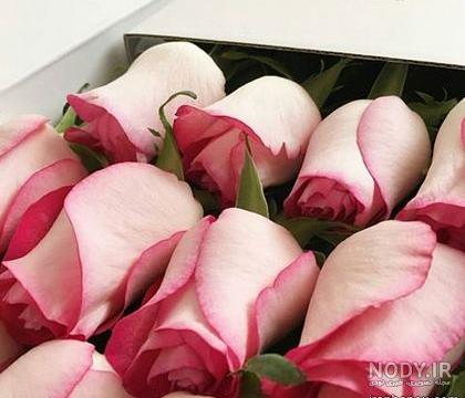عکس گل رز قرمز عاشقانه