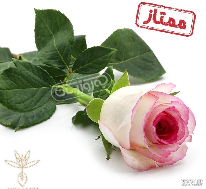 عکس گل رز قرمز و آبی