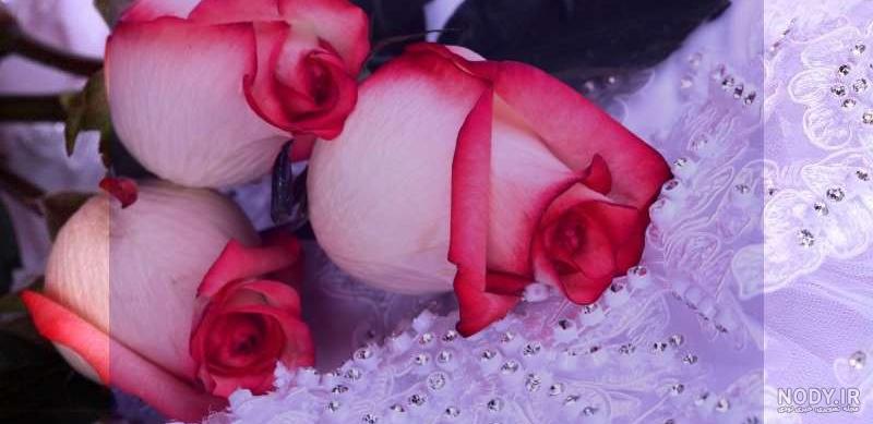 عکس گل رز مشکی برای پروفایل