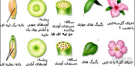 برنج چند لپه ای است برنج چند لپه ای است