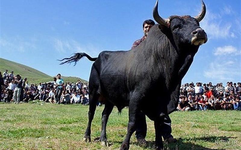 جنگ گاو و کرگدن