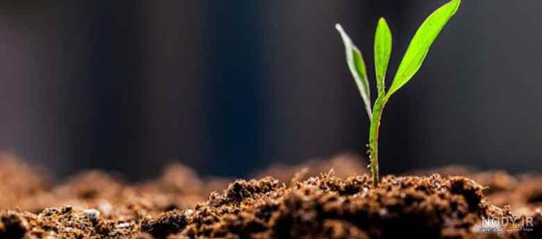 دانه های تک لپه ای و دو لپه ای را نام ببرید دانه های تک لپه ای و دو لپه ای را نام ببرید