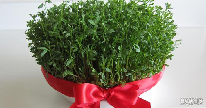 سبزه ماش در تنگ ماهی