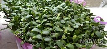 سبزه ماش روی پنبه