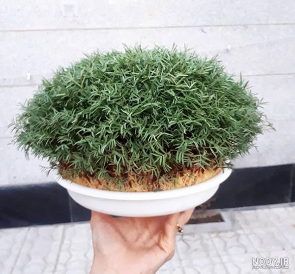سبزه ماش چند روزه سبز میشود