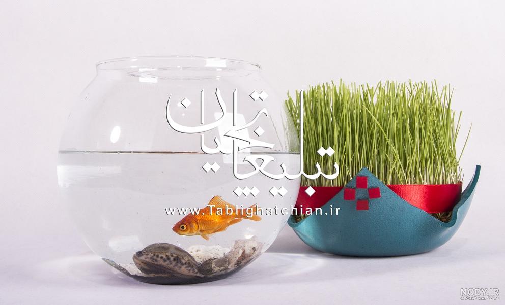 عکس سبزه عید عکس سبزه عید