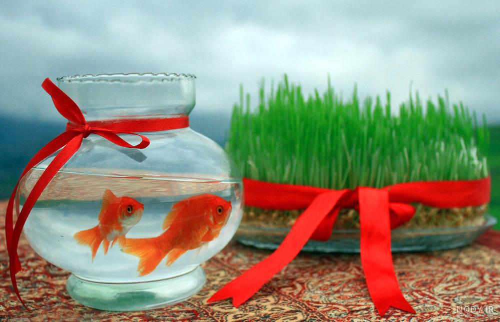 عکس سبزه و ماهی عید عکس سبزه و ماهی عید
