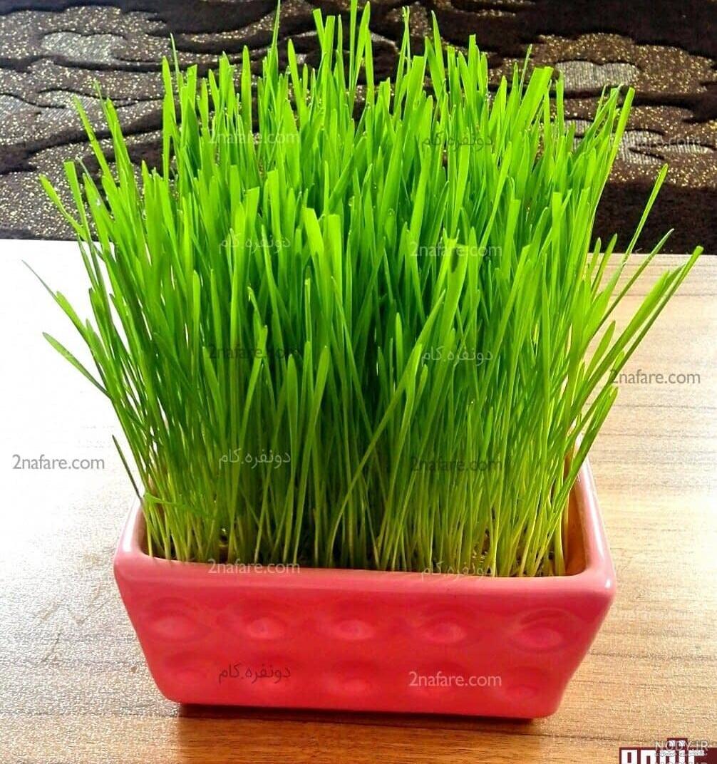 عکس سبزه گندم عکس سبزه گندم