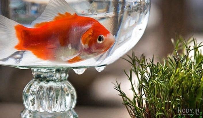 عکس ماهی قرمز برای نقاشی عکس ماهی قرمز برای نقاشی